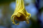 Brumansia, Angel's Trumpet Plant, flower, OFFD02_270