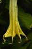 Brumansia, Angel's Trumpet Plant, flower, OFFD02_277
