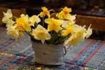 Daffodil Flower, OFFD02_278