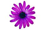 Purple Daisy photo-object, object, cut-out, cutout