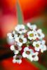 Tiny Flowers, OFFV02P04_09.2850