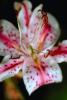 Stargazer Lily, Stamen, Starflower, OFFV02P11_18.2850