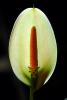 Anthurium, Angiosperm, Monocots, Alismatales, Araceae, Anthurieae, OFFV02P14_15.0607