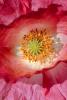 Poppy Flower, OFFV02P15_03.2850
