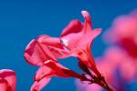 sinflower, Oleander, (Nerium Oleander), apocynaceae, poisonous flower, OFFV03P01_10.2850