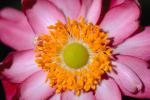 Anemone Flower, OFFV03P03_05.0754
