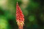 Aloe Flower, Succulent, OFFV03P03_18.2851