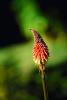 Aloe Flower, Succulent, OFFV03P04_01.0607