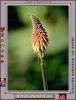 Aloe Flower, Succulent, OFFV03P04_01