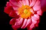 Anemone Flower, OFFV03P04_04.2851