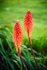 Aloe Flower, Succulent, OFFV03P05_17.2851