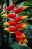 Hanging heliconia, Heliconia rostrata, OFFV03P06_03.0607