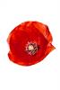 Poppy, photo-object, object, cut-out, cutout, OFFV03P07_08F