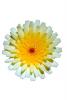 Desert Flower, Symmetry, Geometric, Center, photo-object, object, cut-out, cutout, OFFV03P12_04F