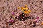 Desert Flowers, OFFV03P12_08.2851