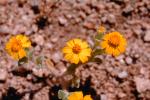 Desert Flowers, OFFV03P12_10.2851