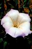 Toluaca Flower, (Datura wrightii) , OFFV03P13_05B