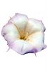 (Datura wrightii), Toluaca Flower photo-object, object, cut-out, cutout, OFFV03P13_05F