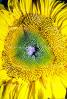 Sunflower, OFFV04P01_16.0146