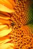 Sunflower, OFFV04P01_17.2851