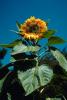 Sunflower, OFFV04P02_03.0607