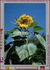 Sunflower, OFFV04P02_03