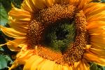 Sunflower, OFFV04P02_04.2851