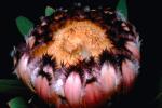 Protea Flower, Proteales, Proteaceae, Proteoideae, OFFV04P06_01.2852