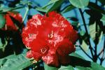 Rhododendron, OFFV04P07_10
