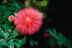 Bottlebrush Flower