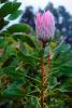 Protea Flower, Proteales, Proteaceae, Proteoideae, OFFV04P13_18.2852