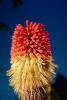 Aloe Flower, Succulent, OFFV04P14_06.2852
