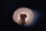 Seed Head, OFFV04P15_09.2852