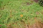 Single Daisy in a field