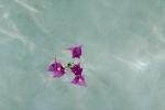 Bougainvillea Floating on Water, OFFV05P07_04.2853