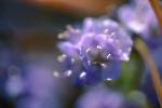 Tiny Flower, Joshua Tree National Monument, OFFV05P15_10.2853