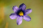 Tiny Flower, OFFV06P05_12.2853