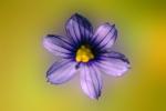 Tiny Flower, OFFV06P05_12B.2853
