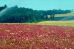 Flower Fields, Oregon