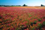 Flower Fields, Oregon, OFFV06P06_15.2853