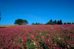 Flower Fields, Oregon, OFFV06P06_17.2854