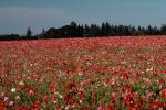 Flower Fields, Oregon, OFFV06P07_04.2853
