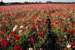 Flower Fields, Oregon, OFFV06P07_07.2853