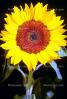 Sunflower, OFFV06P08_09.0146