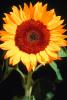Sunflower, OFFV06P08_09.2854