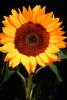 Sunflower, OFFV06P08_10.2854