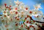 Cherry Blossom, springtime, OFFV06P15_08.2854