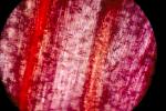 Flower Petal Cell, Microscopic, OFFV07P03_14.2854