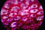 Flower Petal Cell, Microscopic, OFFV07P03_18.2854