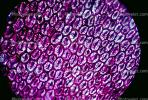 Flower Petal Cell, Microscopic, OFFV07P04_05.0146